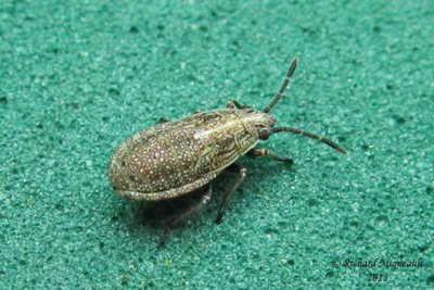 Seed Bug - Orsillinae nymph m11