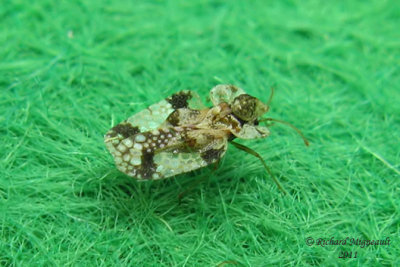 Lace Bug - Corythucha sp m11
