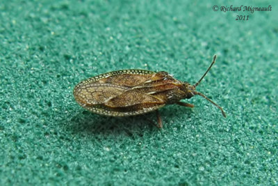 Lace bug - Physatocheila variegata m11