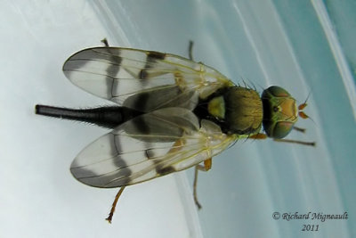 Fruit Fly - Urophora sp m11