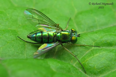 Longlegged Fly - Condylostylus, caudatus group female m11