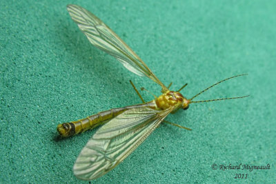 Large Crane Fly - Nephrotoma tenuis m11