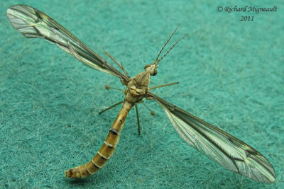 Large Crane Fly - Tipula - Subgenus Yamatotipula 1 m11