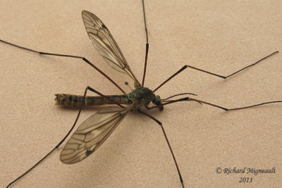 Large Crane Fly - Tipula sp1 1 m11