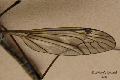Large Crane Fly - Tipula sp1 3 m11