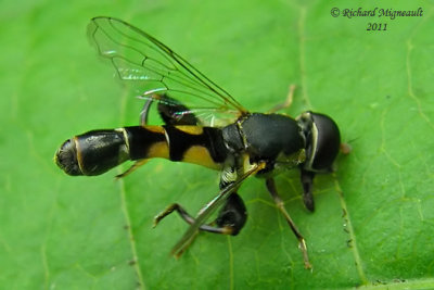 Syrphid Fly - Syritta pipiens m11
