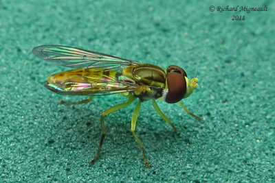 Syrphid Fly - Toxomerus marginatus m11