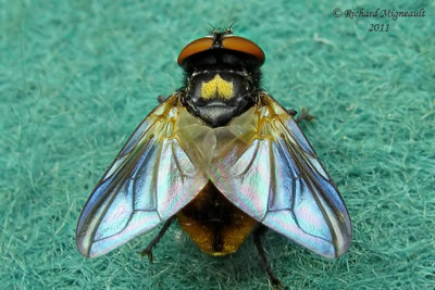 Tachinidae - Phasia aurulans female m11