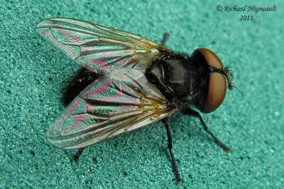 Tachinidae - Phasia aurulans male m11