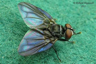 Tachinidae - Phasia sp m11