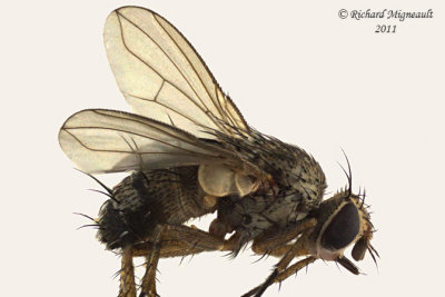 Tachinidae - Siphona sp m11