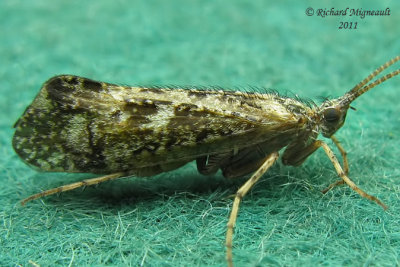 Northern Caddisfly - Limnephilus sp m11 1b