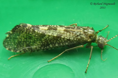 Netspinning Caddisflies - Genus Hydropsyche 2b m11
