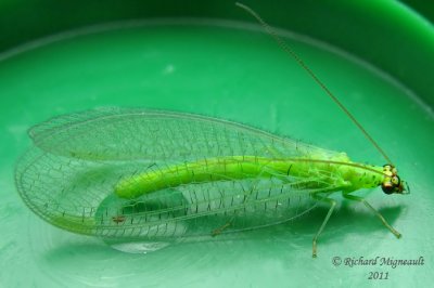 Green Lacewing - Chrysopa oculata m11
