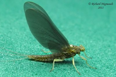Spiny Crawler Mayfly - Eurylophella prudentalis m11