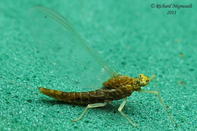 Spiny Crawler Mayfly - Eurylophella sp m11
