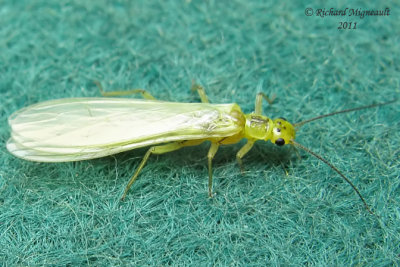 Green-winged Stonefly - Isoperla sp 1 m11