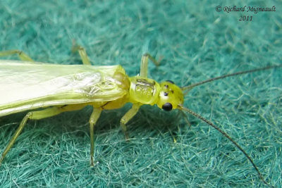 Green-winged Stonefly - Isoperla sp 2 m11