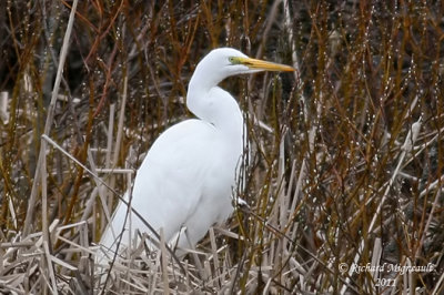Grande aigrette m11