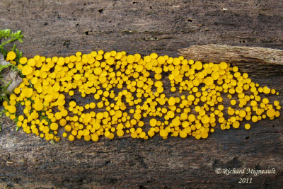 Calycelle citrine - Lemon drops - Bisporella citrina 1 m11