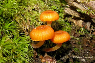 Omphale en clochette - Fuzzy foot - Xeromphalina campanella 1 m11