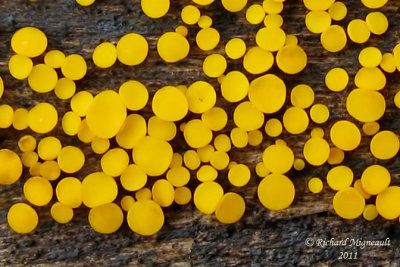Calycelle citrine - Lemon drops - Bisporella citrina 2 m11
