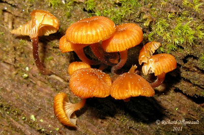 Omphale en clochette - Fuzzy foot - Xeromphalina campanella 2 m11