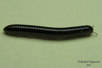 Millipede - Julidae sp 2cm 1 m11
