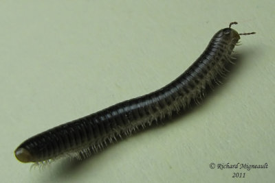 Millipede - Julidae sp 2cm  2 m11