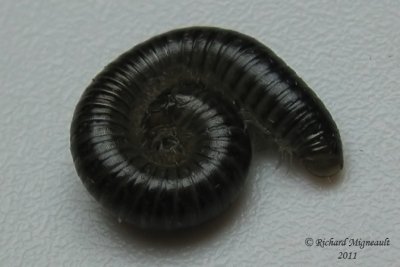 Millipede - Julidae sp 2cm 3 m11