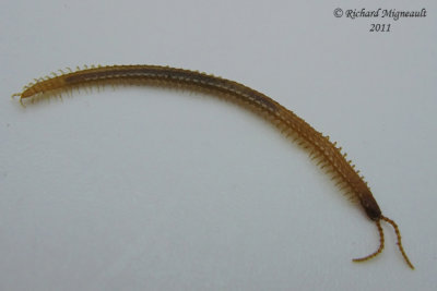 Soil centipede - Geophilomorpha sp 3cm m11