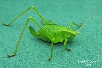 Katydid - Scudderia, Bush Katydid sp2 m11