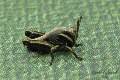 Spur-throated Grasshoppers - Melanoplus borealis m11
