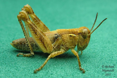 Red-legged Grasshopper - Melanoplus femurrubrum m11