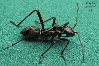 Broad-headed Bug nymph m11