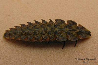 Firefly larva - Lampyridae m11