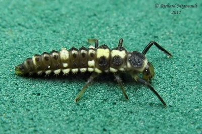 Lady Beetle - Propylea quatuordecimpunctata - Fourteen-spotted lady beetle m11