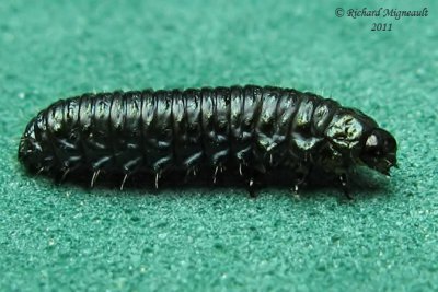Leaf beetle larva - Trirhabda Larvae m11