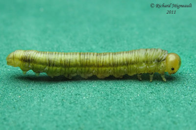 Sawfly larva - dolerus sp 1 m11