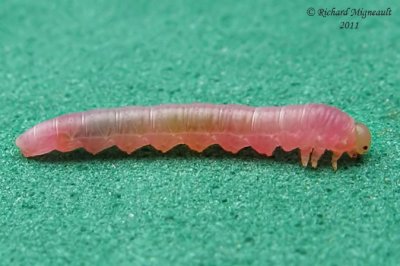 Sawfly larva 2 m11