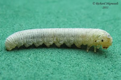 Sawfly larva 3 m11