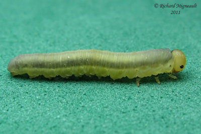 Sawfly larva - dolerus sp 4 m11