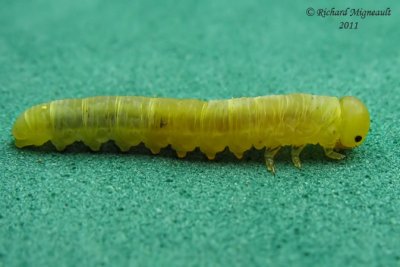 Sawfly larva 5 m11