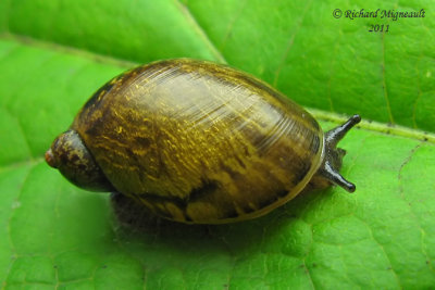 Land snail - Escargot 2b m11