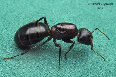 Carpenter Ant - Camponotus sp m11
