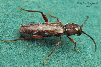 Longhorned Beetle - Xylotrechus quadrimaculatus m11