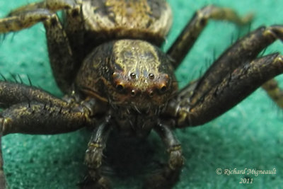 Crab Spider - Xysticus emertoni  sp 2b m11