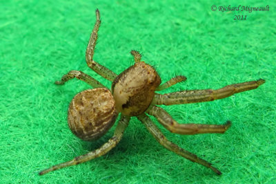 Crab Spider - Xysticus sp 1a m11