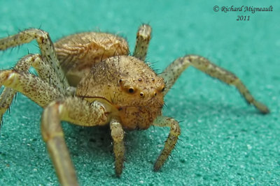 Crab Spider - Xysticus sp 1b m11