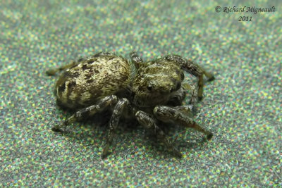 Jumping spider sp 1 m11